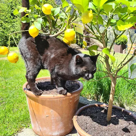 Chesa Prema - Restaurant 3*