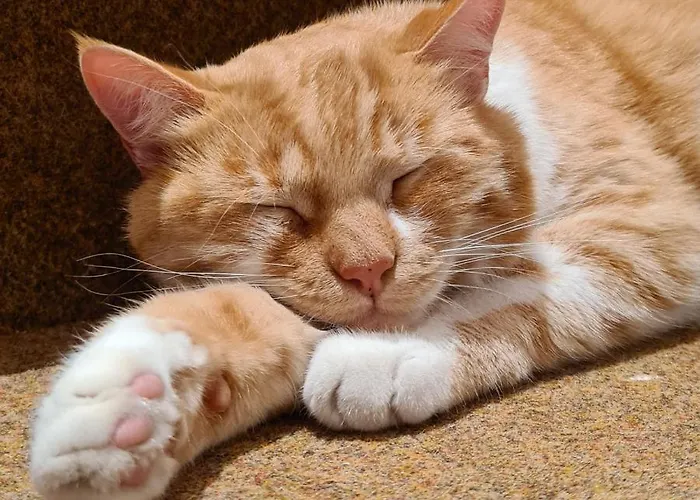 Bed & Breakfast Chesa Prema - Restaurant