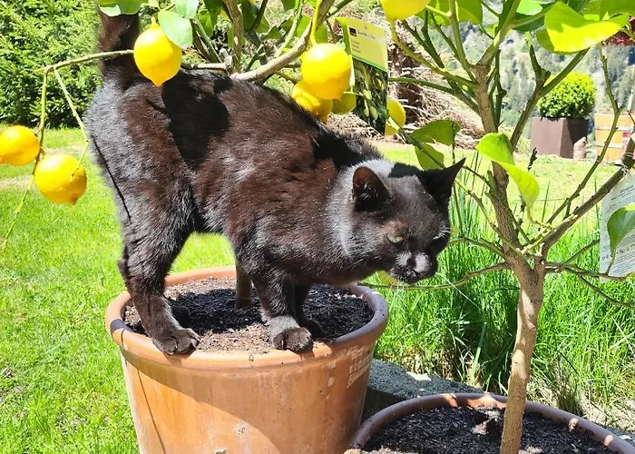 Chesa Prema - Restaurant 3*