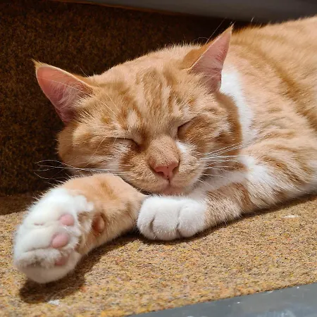 לינה וארוחת בוקר Chesa Prema - Restaurant