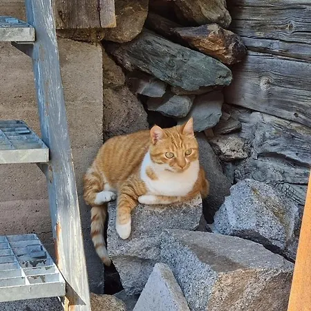 לינה וארוחת בוקר Chesa Prema - Restaurant