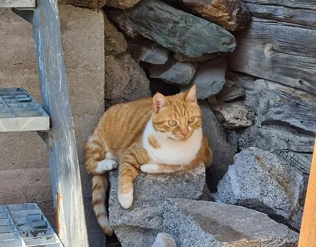 Alojamento de Acomodação e Pequeno-almoço Chesa Prema - Restaurant